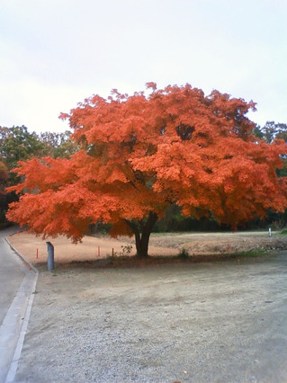 Yashima Maple.jpg